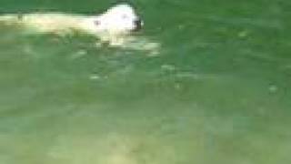 preview picture of video 'Golden Retriever Swimming'