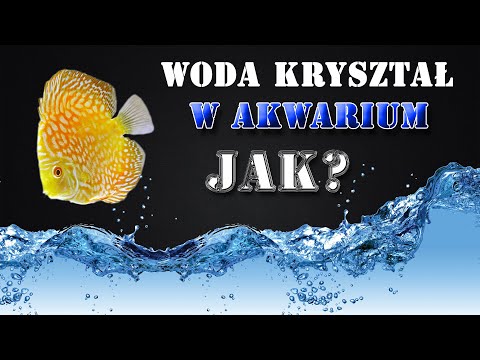 How to keep your aquarium water crystal clear? 💧