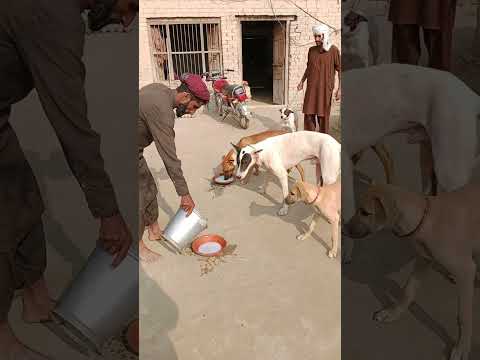 Shikari Dogs - Haji Hameed Sheikh #shorts #shortvideo #shikar
