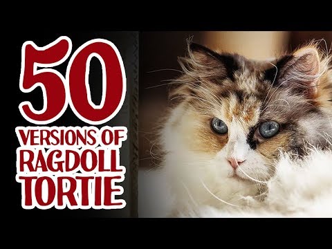 50 versions of TORTIE Ragdoll
