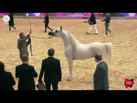 N.86 FRASERA NESHAR - SEWC 2018 - Senior Stallions (Class 5A)