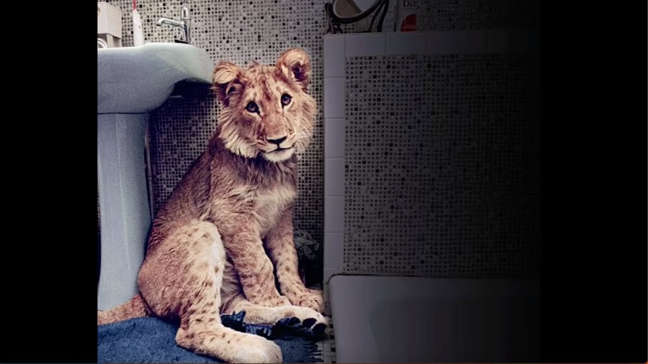 OFFICIAL: Christian The Lion from his point of view