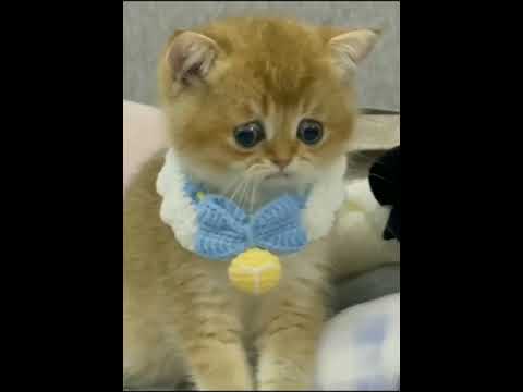 Cat gets cooked 😱😱 | petsworld | cuteandfunnypets | petsof2023 😻🐶🐈🧸#youtube #funnyanimalsvideo #