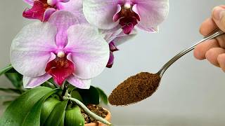 Ein wahrer Schatz für Orchideen! Sie blühen nonstop 🌺 und Wurzeln wachsen wie verrückt!