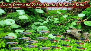 Can We Keep Neon Tetra Fish And Zebra Fish In Same Tank?... Any Problems?...  / Fish Aquarium Tamil
