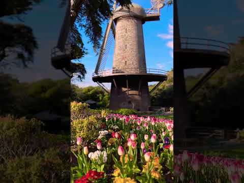 Queen Wilhelmina Tulip Garden😍😻😻😻😻