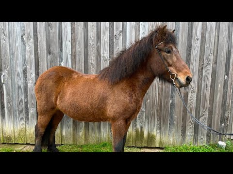 SOLD - Kat. Nr. 42 - DK2013100594 - Huginn fra Ryhule - TheHorseSeller´s November Hammer