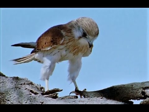 Peneireiro ave de rapina caçando ratos