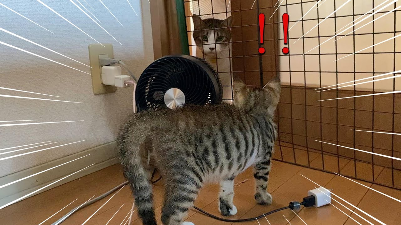 子猫と先住猫の初対面！柵越しの試み