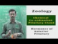 Zoology Chemical Co Ordination In Human Body Hormones Pituitary Gland Anterior Lobe In Detail