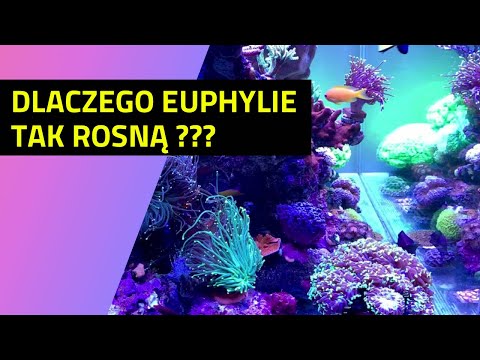 Aktualizacja po 3 miesiącach. Dlaczego Euphylie tak się pompują? Akwarium morskie 350l. Reef tank.