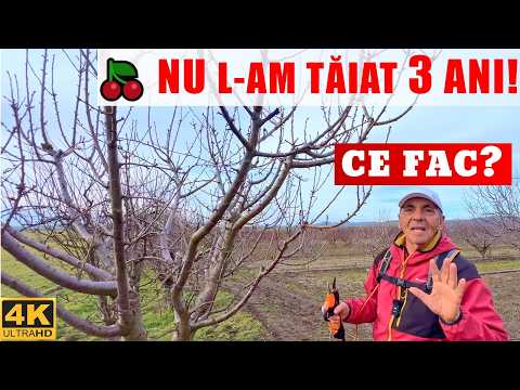 🍒✂️Kompletter Kirschbaumschnitt – Wir bringen die Früchte näher zusammen!🌳🍒