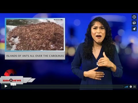 Islands of ants all over the Carolinas (ASL - 9.18.18)