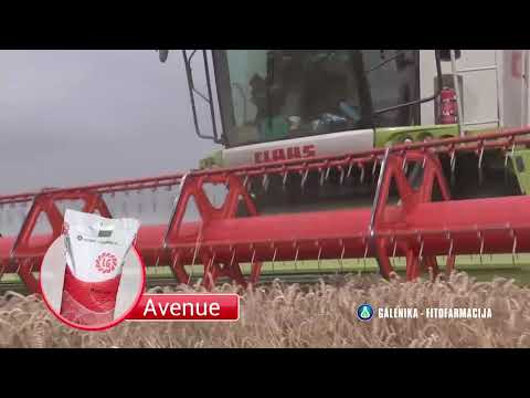 GALENIKA FITOFARMACIJA - AVENUE sorta pšenica