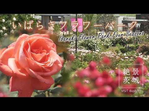 【絶景茨城】いばらきフラワーパーク｜VISIT IBARAKI,JAPAN