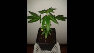 Auto Bubble Gum (00 Seeds Bank)