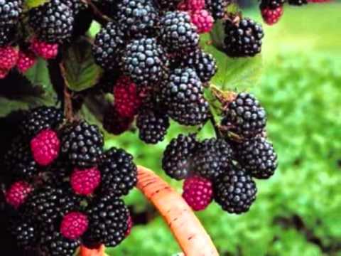 LJUPCE VOJINOVIC - PAPUSIKA - 2013.