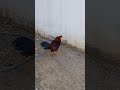 rooster shaking feathers & head