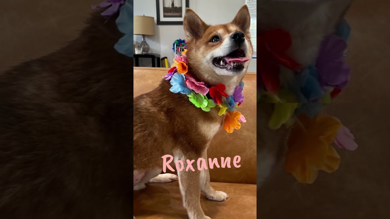 Enlarge ROXANNE (505), a Adoptable Shiba Inu in Indiantown, FL video 2/6