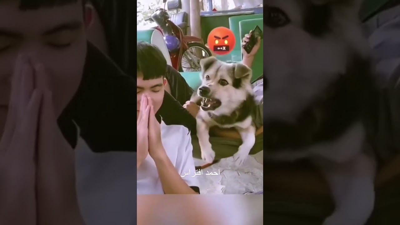 dog angry #dog #doglovers #foryou #petlover #trending #love #pets #petsofinstagram