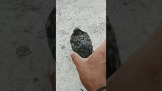How to catch pigeon in hand ✋#pigeons#shorts