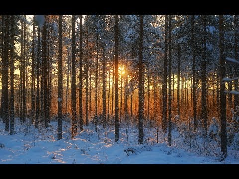 Winter Forest Journey 4K UHD Snowy Hike in Carpathian Mountains + Calming Music