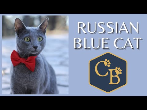 Russian Blue Cat in Detail 😸.