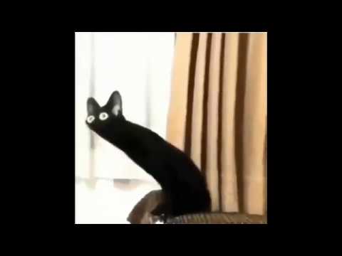 Distorted black cat meme (Content Aware Scale)