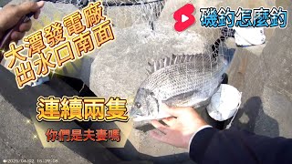 大潭發電廠出水口南面 連續中2隻良型黑格 難道你們是夫妻？一起同生共死！