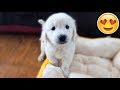 WE GOT A PUPPY Bailey The 7 Week Old Golden Retriever First Video