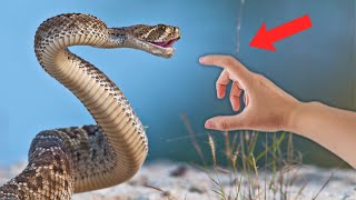 HUMAN HAND VS VENOMOUS SNAKE BITE!