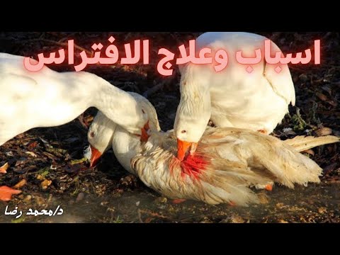 , title : 'البط بيعض في بعضه اعرف الاسباب والعلاج بطريقه علميه💯مع دكتور محمد رضا👨‍⚕️'