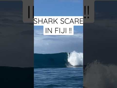 Scary shark encounter while surfing in FIJI #surfing #shark #fiji