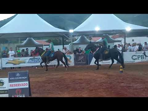 Cavalo Castrado Jovem de marcha Picada - DOM VIÇOSO-MG /2024