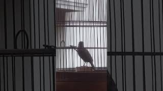 Download lagu Burung Sanma Oriental Mewah mp3