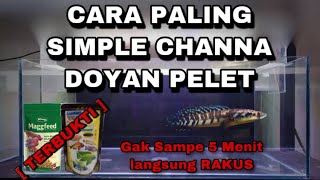 Download lagu Tips Channa Maru Yellow Sentarum Doyan Pelet / Mau Makan Pelet | Gampang Banget ‼️‼️ mp3