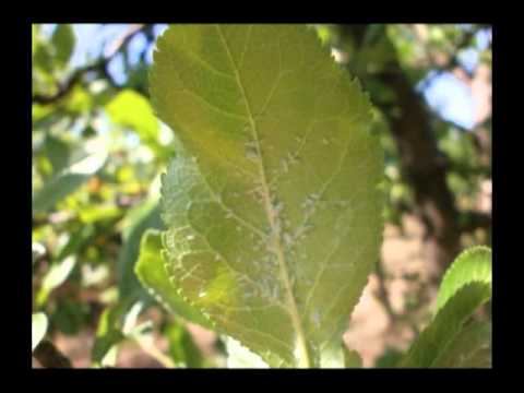 Prognozno-izveštajna služba saveti 16 07 2015