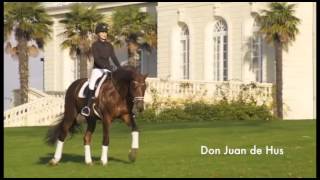 1 fils de Don Juan de Hus en route pour l'approbation KWPN 2018/2019
