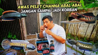 Download lagu CARA MEMBUAT PELET APUNG DAN TENGGELAM UNTUK CHANNA-jangan salah beli nanti kena tipu‼️ mp3