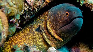 Acquario di Trieste grossa murena!!!!