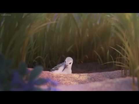 Piper - Short Movie Pixar - Piper in the nest