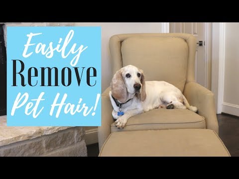 Easily Remove Pet Hair from Furniture | Quick Tip Tuesday