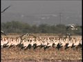 Stork Migration