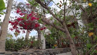 Bungalows Sahara Beach Club Playa del Ingles