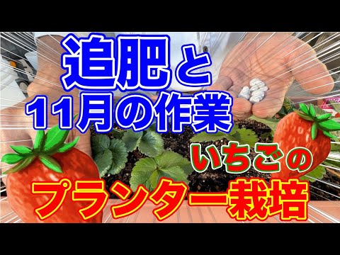 鉢にイチゴを植える 有機果物を育てる どの品種を選ぶか