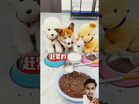 Dog angry with her boss 🐶😝 #dog #funny 😝😆#subscribe #shorts #viralvideo #trending