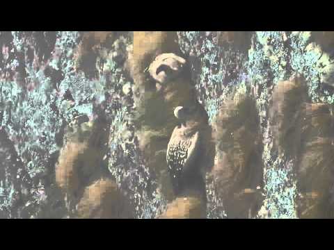 Young vulture crash lands into cliff v2