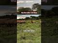 Lion King Vs Rhino Trending Animals Wildlife Youtubeshorts Rhino Lion Shortvideo Shorts