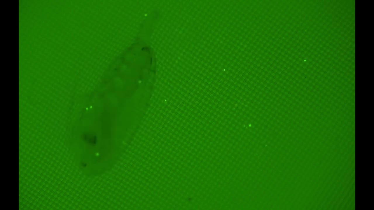 youtube video id=jqo5G4NE5oo