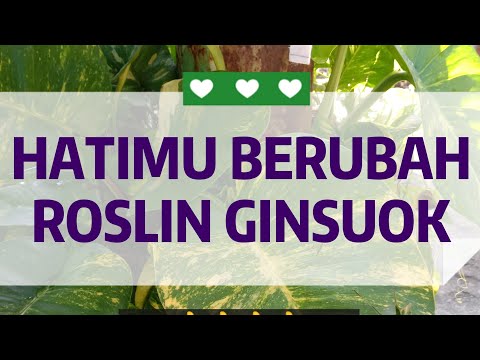 Roslin ginsuok - Hatimu berubah(dangdut)